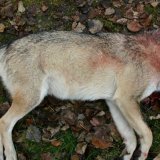 L'animal abbatu dans la région du Nufenen mercredi était un loup isolé (photo symbolique).